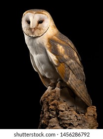 Royalty Free Barn Owl Centre Stock Images Photos Vectors