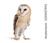 Barn Owl Looking away, Tyto alba, standing, isolated on white