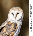 Barn owl looking calmly and stately at audience 