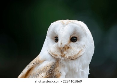 A Barn Owl. The most widely distributed species of owl in the world, and one of the most widespread of all species of birds, it is a gifted and deadly predator. 