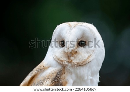 A Barn Owl. The most widely distributed species of owl in the world, and one of the most widespread of all species of birds, it is a gifted and deadly predator. 