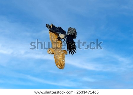 The barn owl is the most widely distributed species of owl in the world and one of the most widespread of all species of birds