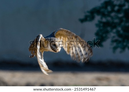 The barn owl is the most widely distributed species of owl in the world and one of the most widespread of all species of birds
