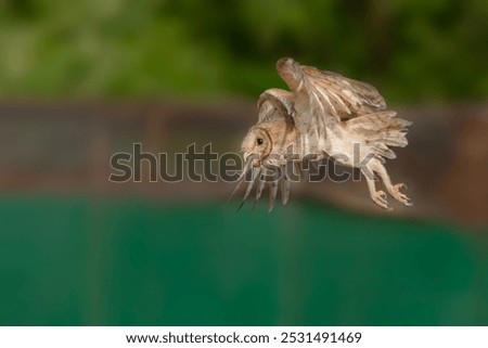 The barn owl is the most widely distributed species of owl in the world and one of the most widespread of all species of birds