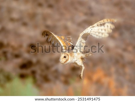 The barn owl is the most widely distributed species of owl in the world and one of the most widespread of all species of birds