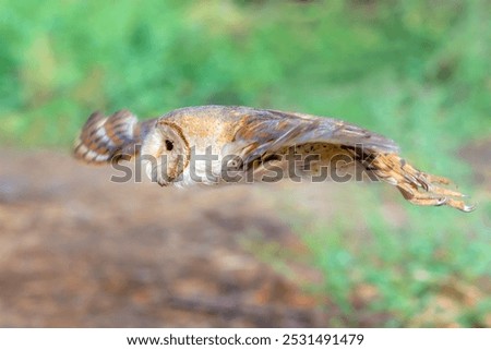 The barn owl is the most widely distributed species of owl in the world and one of the most widespread of all species of birds