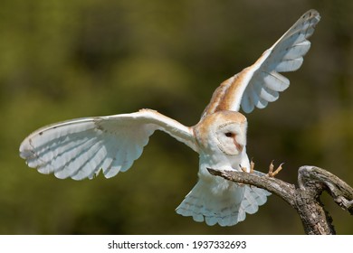 363 Barn owl landing Images, Stock Photos & Vectors | Shutterstock