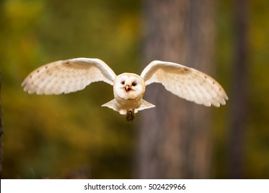 Barn Owl Is Nice Flying
