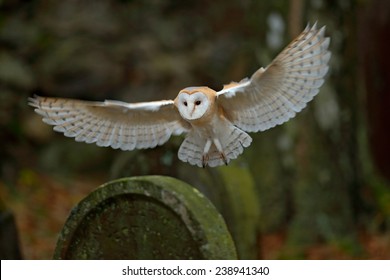 Owl Landing Images Stock Photos Vectors Shutterstock