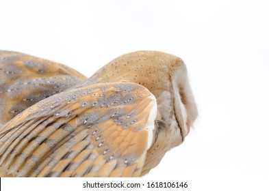 barn owl, nocturnal bird of prey in Italy