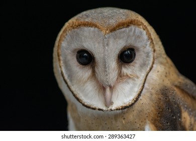 Barn Owl On Black Background