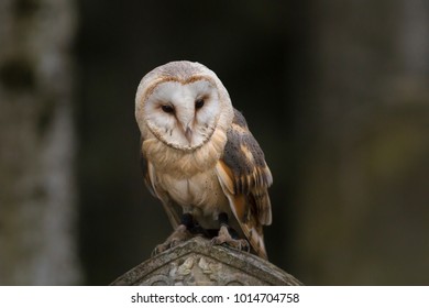 Barn Owl On Old Gravestone In Autumn Twilight