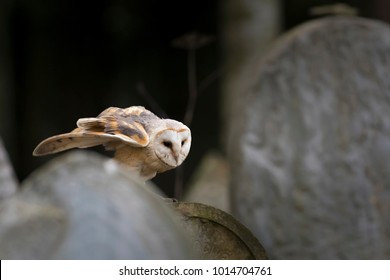 Barn Owl On Old Gravestone In Autumn Twilight