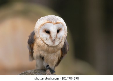 Barn Owl On Old Gravestone In Autumn Twilight