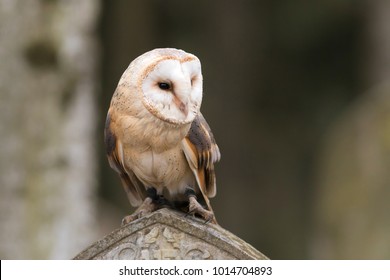 Barn Owl On Old Gravestone In Autumn Twilight