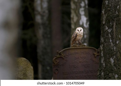 Barn Owl On Old Gravestone In Autumn Twilight