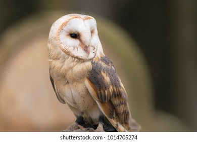 Barn Owl On Old Gravestone In Autumn Twilight