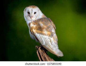 1000 Barn Owl Stock Images Photos Vectors Shutterstock