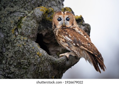 The barn owl peeks out of the hollow of a tree in the forest. - Powered by Shutterstock