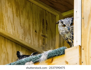 A barn owl peeks out from its home - Powered by Shutterstock