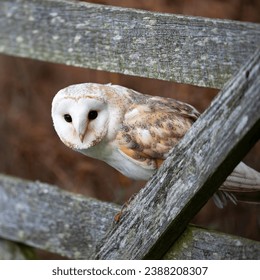 Barn Owl peeks through an old wooden gate - Powered by Shutterstock