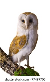 Barn Owl Perched On A Branch, Isolated