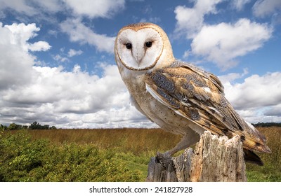 A Barn Owl Perched On A Dead Tree Stump In A Meadow.   By Night, They Hunt On Buoyant Wingbeats In Open Fields And Meadows.