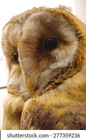Barn Owl Portrait Taxidermy