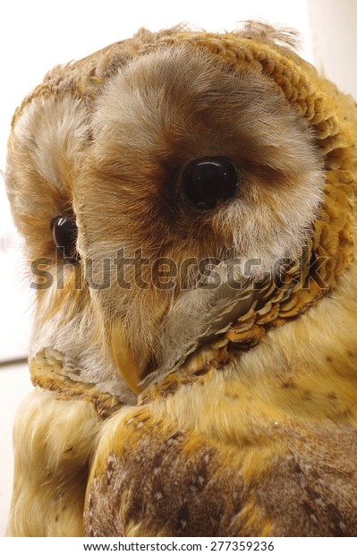 Barn Owl Portrait Taxidermy Stock Photo Edit Now 277359236