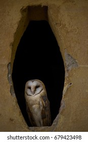 Barn Owl Portrait Tyto Alba Sitting In Empty Attic Window Frame Of Abandoned Rural Farm House In The Country. Close Up Wildlife Scene Like From Fairy Tail During Twilight Time.