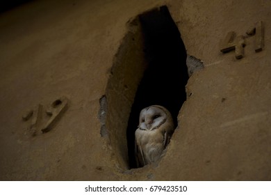 The Bird Of The Attic Images Stock Photos Vectors Shutterstock