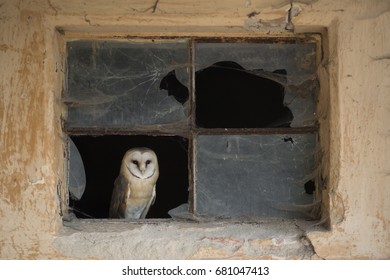 Barn Owl Portrait Tyto Alba Sitting In Empty Attic Window Frame Of Abandoned Rural Farm House In The Country. Close Up Wildlife Scene Like From Fairy Tail During Twilight Time.