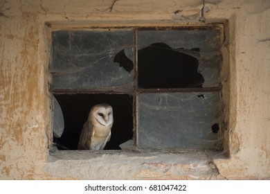 Barn Owl Portrait Tyto Alba Sitting In Empty Attic Window Frame Of Abandoned Rural Farm House In The Country. Close Up Wildlife Scene Like From Fairy Tail During Twilight Time.