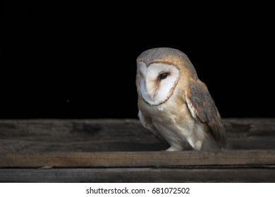 Barn Owl Nest Stock Photos Images Photography Shutterstock