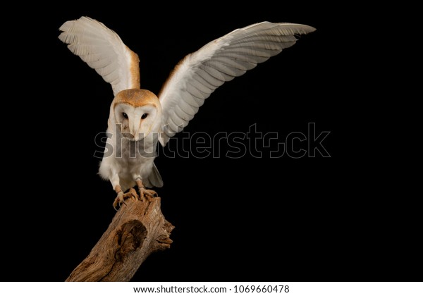 Barn Owl Raised Wings Studio Lighting Royalty Free Stock Image