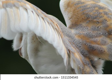 Barn owl from the rear with soft focus close up feathers