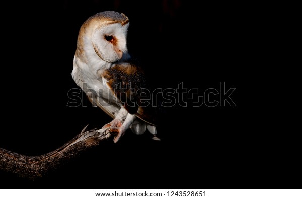 Barn Owl Seen Night Animals Wildlife Stock Image