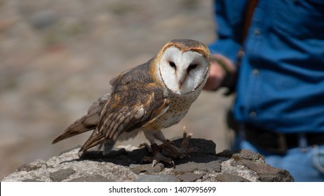 Imagenes Fotos De Stock Y Vectores Sobre Alba Head Shutterstock