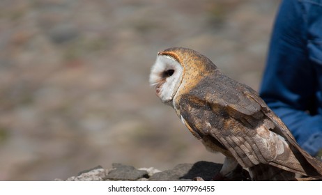 Imagenes Fotos De Stock Y Vectores Sobre Barn Owl Shutterstock