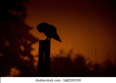 574 Barn owl sunset Images, Stock Photos & Vectors | Shutterstock