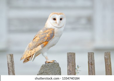 Barn Owl Sitting On Wooden Fence In Front Of Country Cottage, Bird In Urban Habitat, Wheel Barrow On The Wall, Czech Republic. Wild Winter And Snow With Wild Owl. Wildlife Scene From Nature.