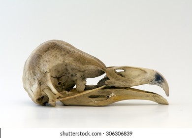 Barn Owl Skull