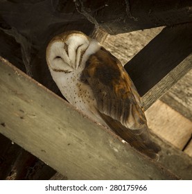 Barn Owl Sleeping In Rafters