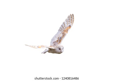Barn Owl With Spread Wings Flying Cut Out And Isolated On A White Background