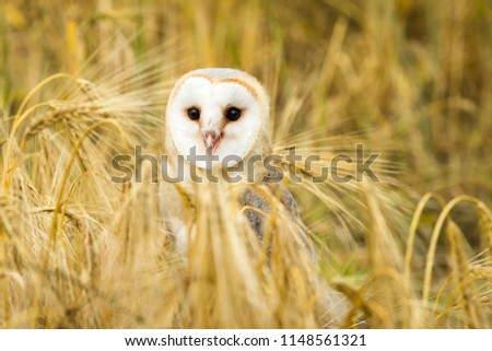 Barn owl stood in  field of golden corn.  Facing forward in natural habitat surrounded by ears of wheat.  Scientific name: Tyto alba.  Horizontal.