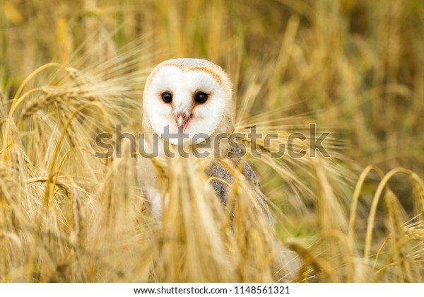 Barn Owl Stood Field Golden Corn Stock Photo Edit Now 1148561321