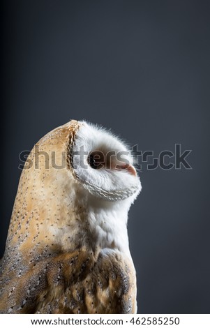 Barn owl in the studio