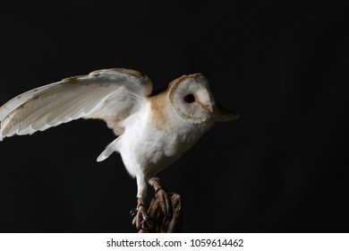 barn owl - studio captured