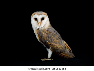 Barn owl studio portrait (Tyto Alba)