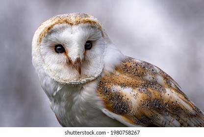 Barn Owl, Sussex, England UK